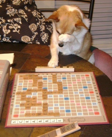 dog-playing-scrabble