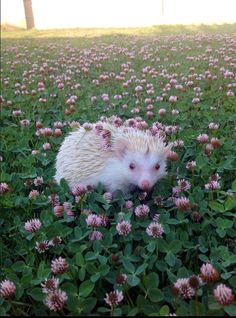 hedgehog-with-flowers