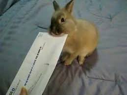 helpful-bunny