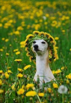 hound with flowers.jpg