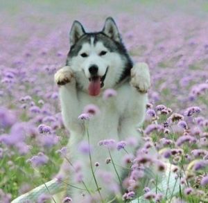 husky with flowers.jpg