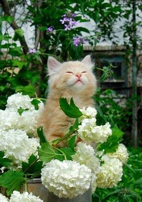 kitten-with-flowers