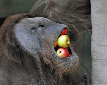 orang utan and apples.jpg