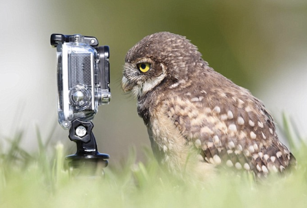 owl-and-camera
