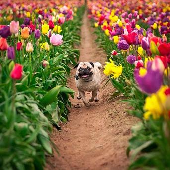 pug-with-flowers