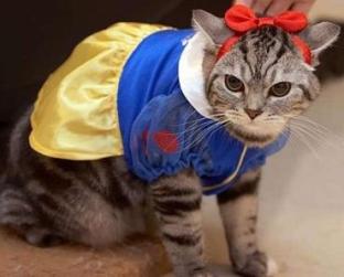 snow white cat.jpg