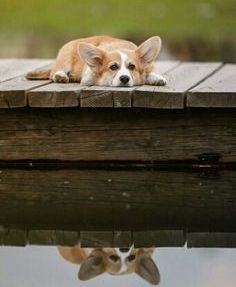 cute-dog-in-deep-thought