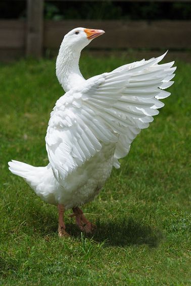 cute goose-2.jpg
