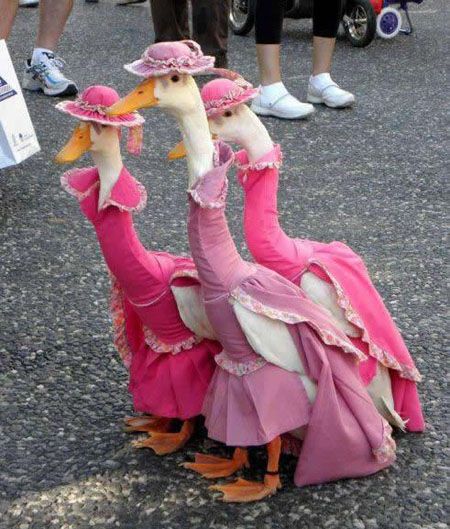 cutte geese.jpg