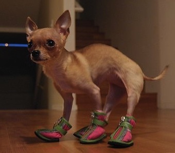 dog in sneakers.jpg