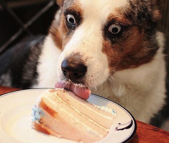 dog w cake
