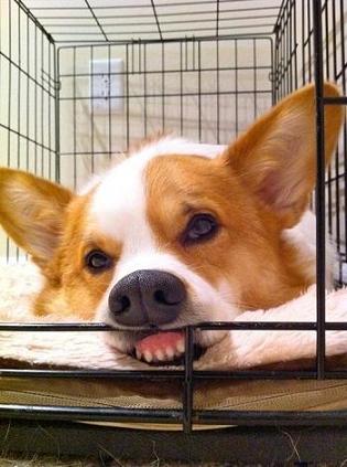 funny corgie in deep thought.jpg
