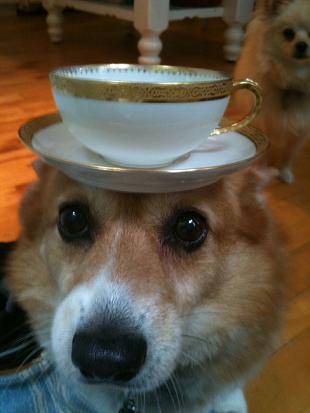 funny doggie serving tea.jpg