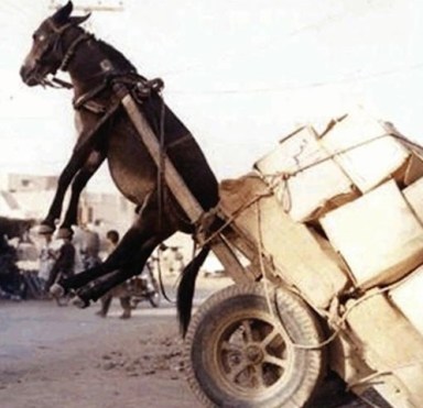 funny donkey.jpg