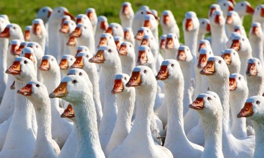 funny geese-2.jpg