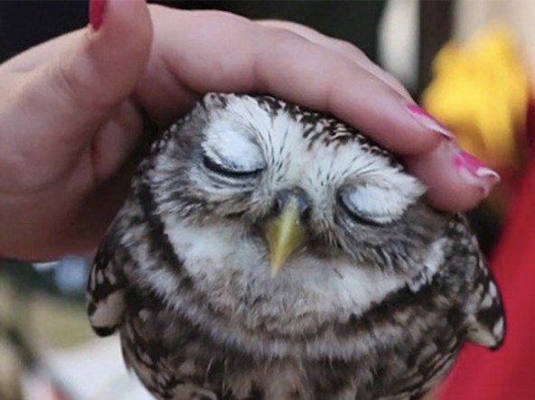 petting an owl.jpg