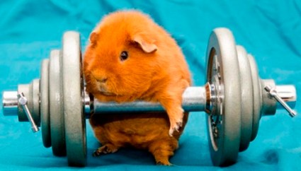 strong hamster