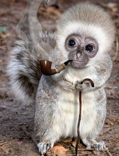 weird monkey.jpg