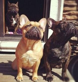 cute bulldogs enjoying the sun.jpg