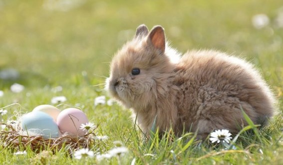 cute easter bunny