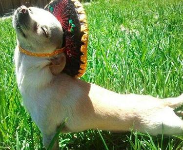 cute puppy enjoying the sun.jpg