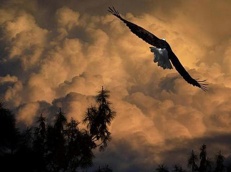 eagle soaring