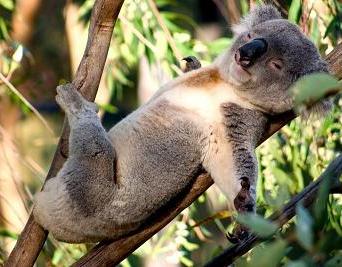 funny lazy koala.jpg
