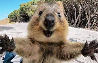 happy quokka