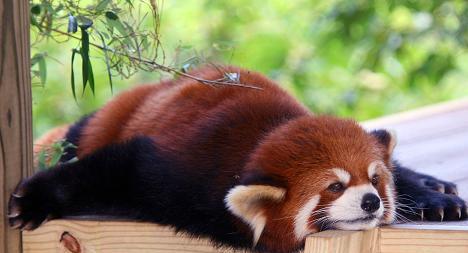 lazy red panda.jpg