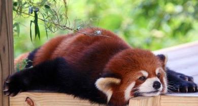 lazy red panda.jpg