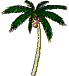 4-palm-tree-coconuts