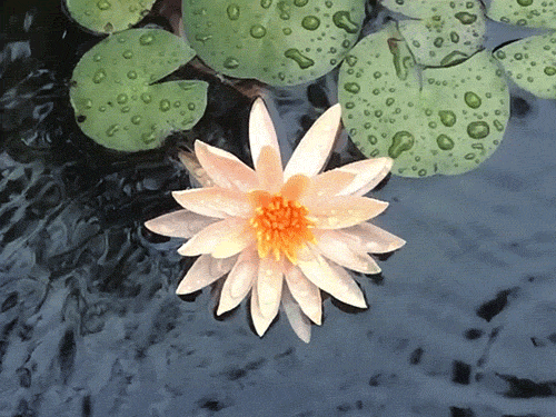 beautiful-lily-flower-animated-gif4