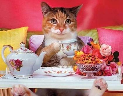cat having tea