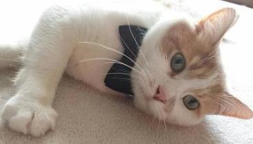 cute cat with bowtie