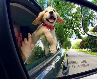 cute doggie smiling.jpg