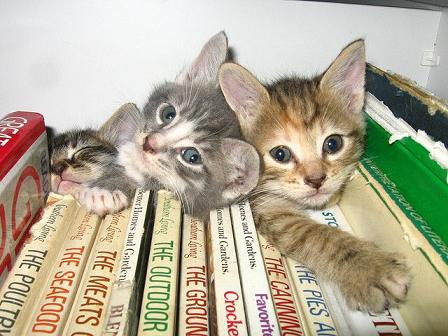 cute kittens in bookshelf
