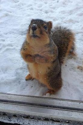 cute squirrel