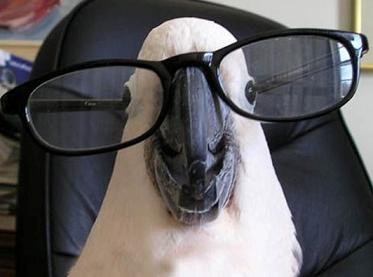 parrot with glasses.jpg