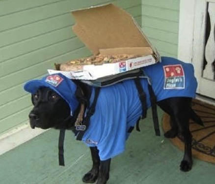 pizza delivery dog.jpg