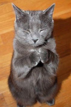 praying cat