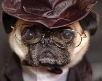 pug with glasses