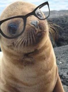 seal with glasses