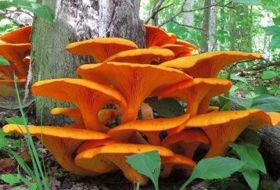 big orange mushroom.jpg