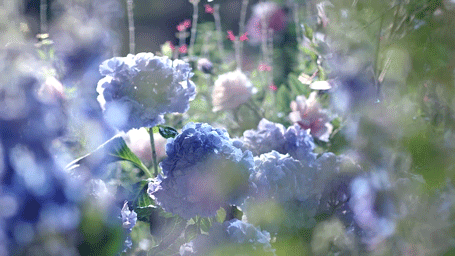 blue-hydrangea-garden-animated-gif