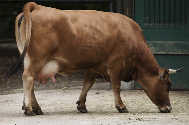brown cow.jpg