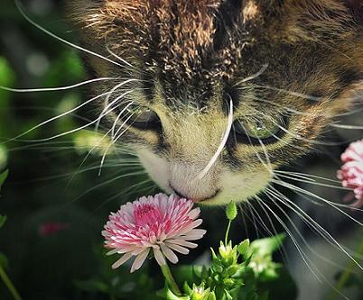 cat sniffing flower