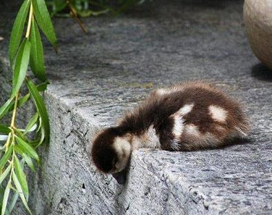 cute duckling