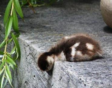cute duckling
