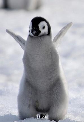 cute penguin