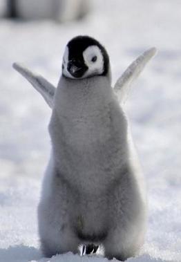 cute penguin
